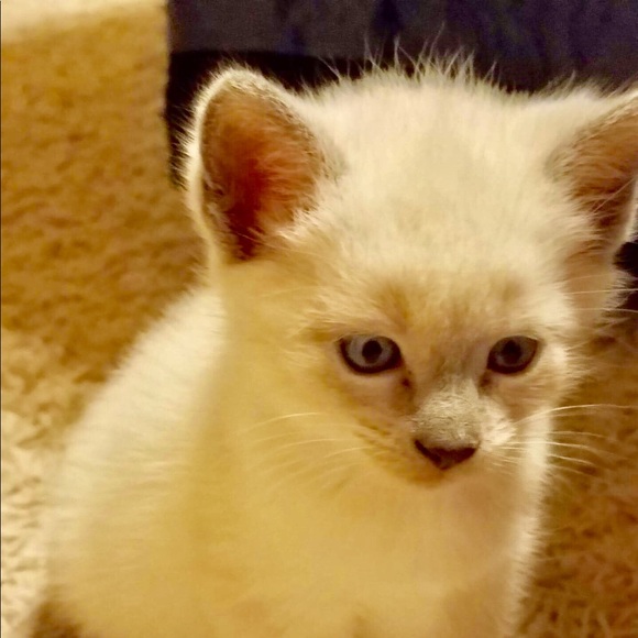 Meet your Posher, Erin - Picture 1 of 1